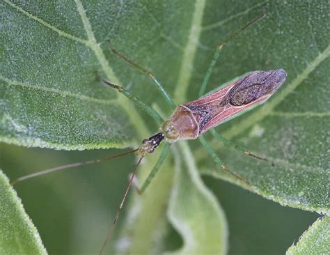 Common True Bugs — Texas Insect Identification Tools