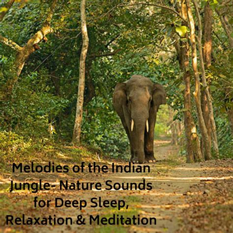 Melodies Of The Indian Jungle Nature Sounds For Deep Sleep Relaxation