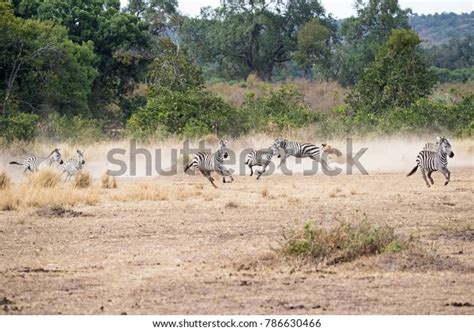 Hippo Chased By Lion Photos And Images Shutterstock