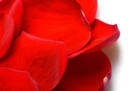 Free photo: rose petals - 14, Pedal, Valentines - Free Download - Jooinn