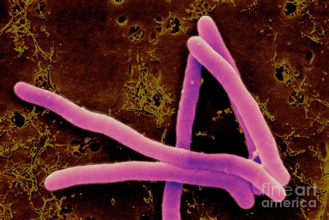 Mycobacterium Smegmatis Photograph By Scimat Pixels