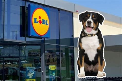 Lidl Triomfa Amb Laccessori Que Mantindrà La Teva Mascota Còmoda I