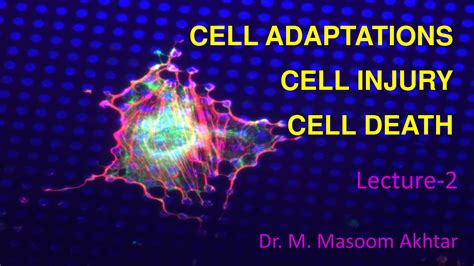 Solution Chapter Cell Adaptations Studypool