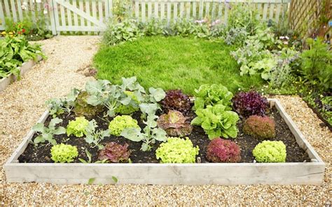 How To Build A Raised Vegetable Garden Gardenerdy