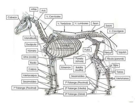 Osteología del equino fraii uDocz