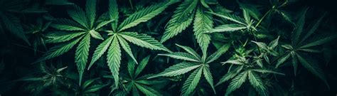 Canopy Growth Aktie Ist Trump Ein Wachstums Turbo Sharedeals De