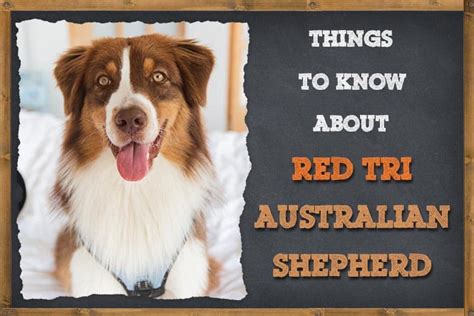 Things To Know About Red Tri Australian Shepherd | ZooAwesome