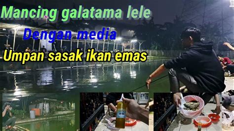 Mancing Galatama Lele Dengan Media Umpan Sasak Ikan Mas Youtube