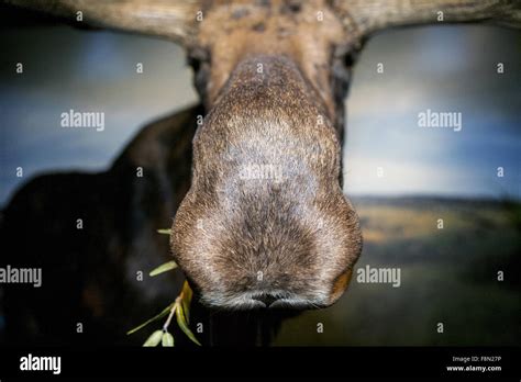 Close up moose nose hi-res stock photography and images - Alamy