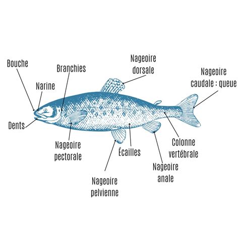 Conna Tre L Anatomie Du Corps Du Poisson T Te Modeler