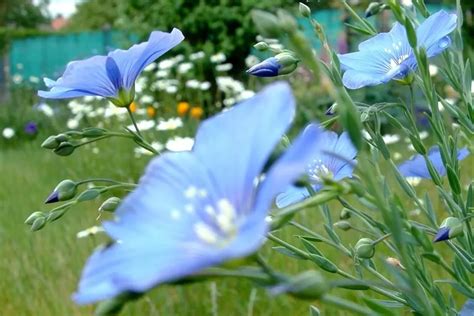 Quelles Plantes Choisir Pour Embellir Votre Terrasse Ext Rieure