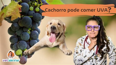 Cachorro e gato podem comer uva NÃO PODE YouTube