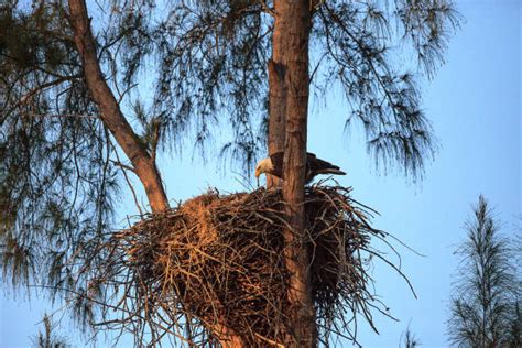 140+ Eagle Feeding Chicks In Nest Stock Photos, Pictures & Royalty-Free ...