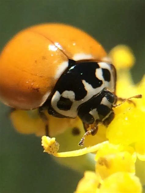 Orange Ladybugs: Types, Spiritual Meaning, Bite, and More