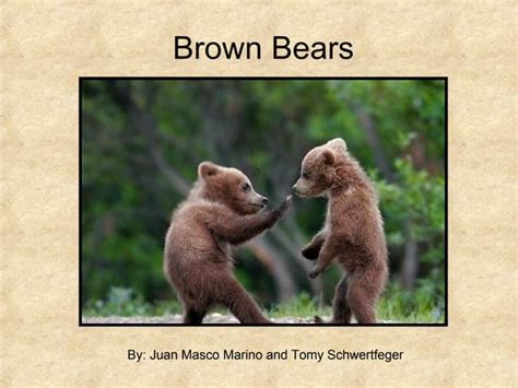 Brown Bears Facts Diet Habitat And More Ppt