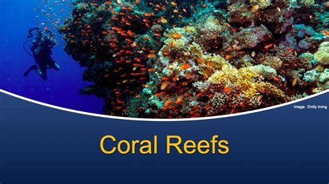 Marine Biology At Home 11 Coral Reefs YouTube