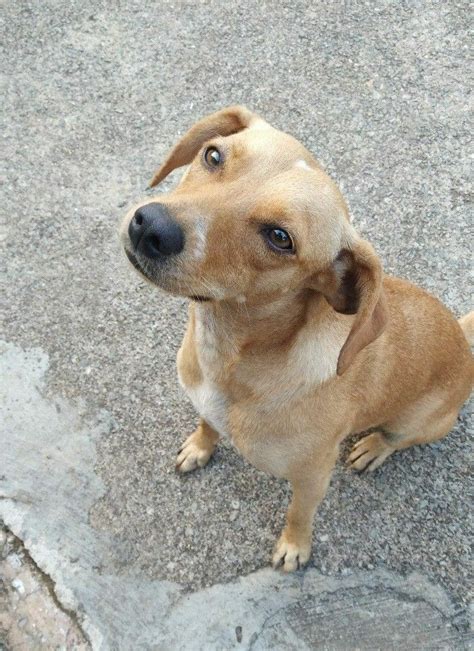 Garoto De Ipanema PJM JJK Lindos Filhotes Cachorro Animais Bonitos