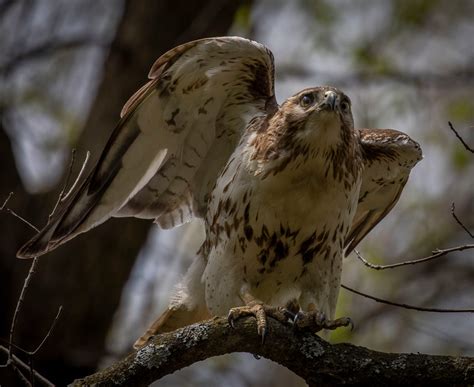 Thousands of hawks are overhead every day this migration season