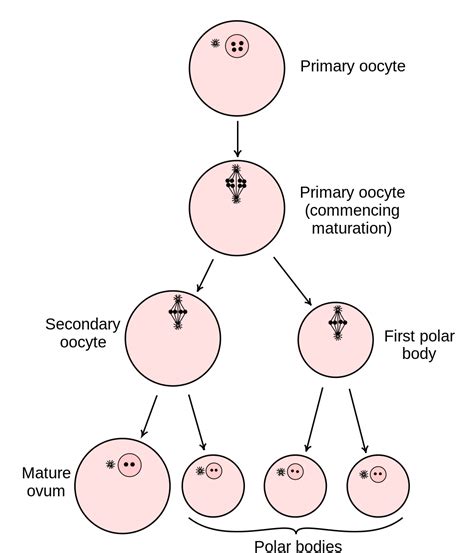 Flow Diagram Of Oogenesis Oogenesis Gametogenesis Developmen