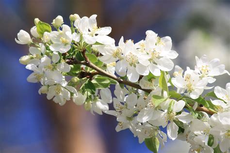 White Crabapple Blossoms – Photos Public Domain