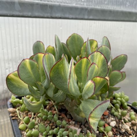 Crassula Blue Bird Medio Variegata Succulents