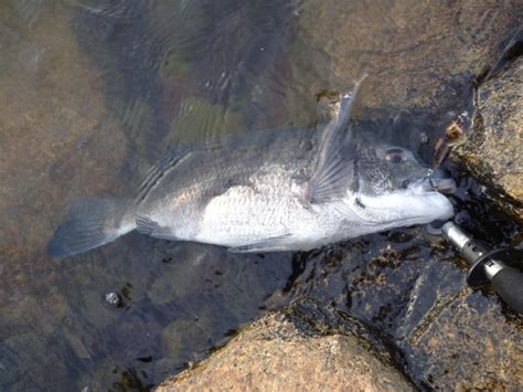 夏はチヌトップ 兵庫県瀬戸内海側 飾磨〜広畑 チニング クロダイチヌ 陸っぱり 釣り・魚釣り 釣果情報サイト カンパリ