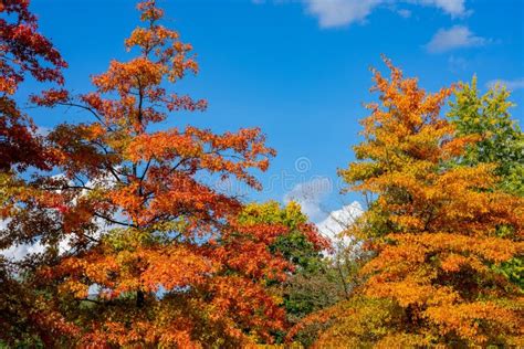 Colorful Autumn Landscape of Trees Stock Image - Image of maple, plant ...