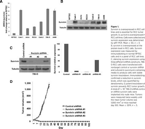 Figure 1 From Targeting Survivin Inhibits Renal Cell Carcinoma