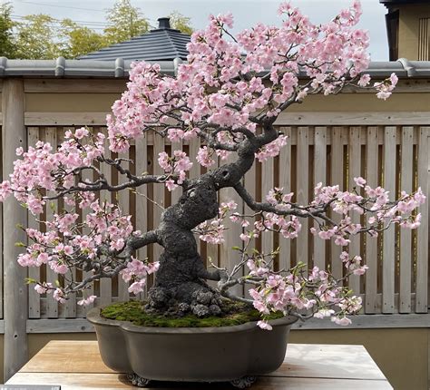 Bonsai art Tokyo, cherry blossom - TOKYO travel TIPS