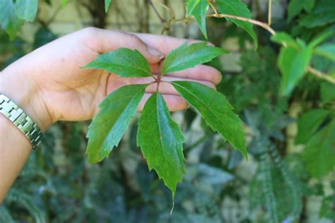 Parthenocissus Quinquefolia Var Engelmannii Essunga Plantskola