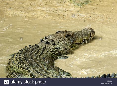 Estuarine Crocodile Stock Photos And Estuarine Crocodile Stock Images Alamy