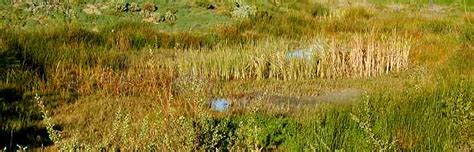 Freshwater Marsh Community - Presidio of San Francisco (U.S. National ...