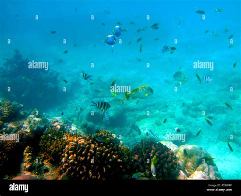 Malindi Marine Park Stock Photo - Alamy