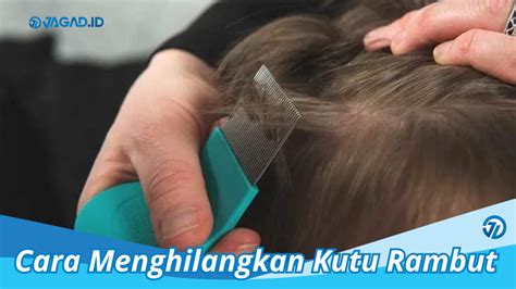 Cara Menghilangkan Kutu Rambut Sampai Ke Sarang Telurnya