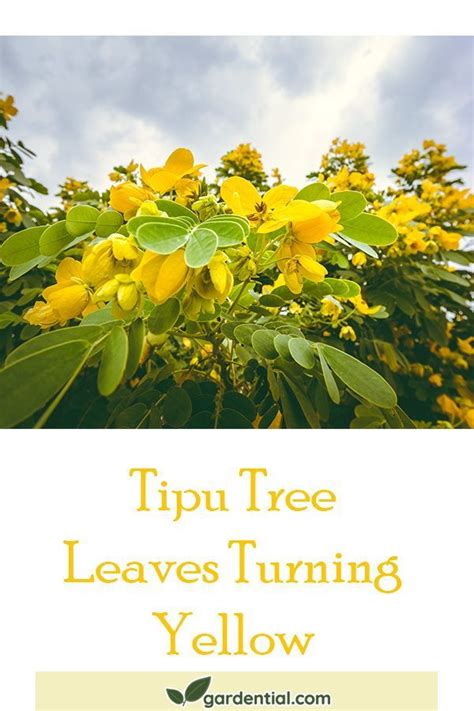 Tipu Tree Leaves Turning Yellow What Are The Common Causes Pruning