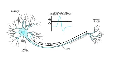 Neuronal Transmission Introduction To Biological Psychology