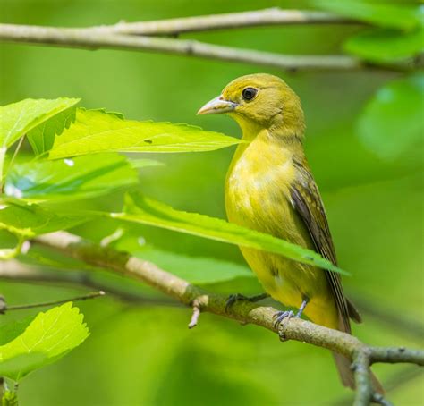 Scarlet tanager | Roads End Naturalist