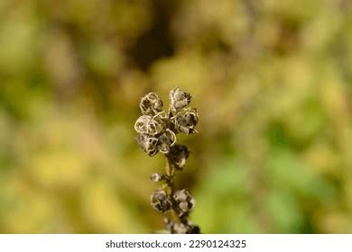 Lobelia Siphilitica Seed Images Stock Photos And Vectors Shutterstock