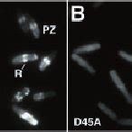 Minegfp Localization In Living Cells Fluorescence Micrographs Of