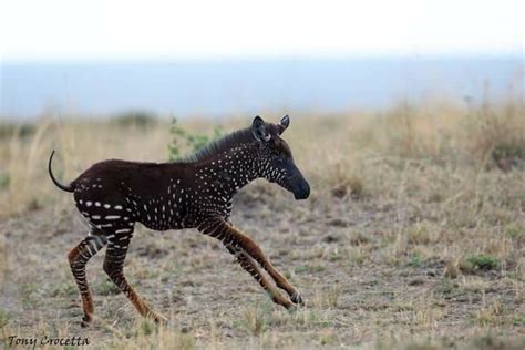 Pin by Corinne Gonnin-Le Guillou on Unusual melanistic and somatic mutations | Melanistic ...