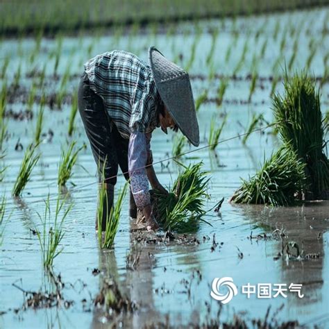 四川成都田间插秧忙 绘就田园好风光 图片 中国天气网