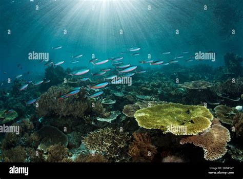 Hard Coral Reef Raja Ampat West Papua Indonesia Stock Photo Alamy