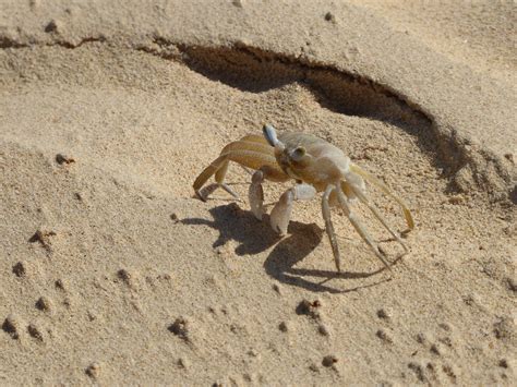 Strandkrabbe Carcinus Maenas Gemeine Strandkrabbe C Flickr