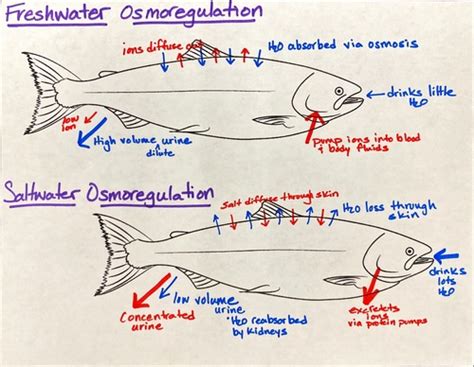 Marine Review Flashcards Quizlet