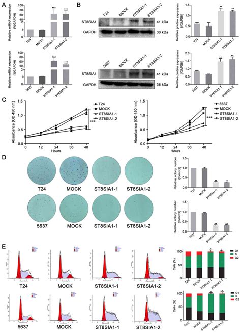 ST8SIA1 Inhibits The Proliferation Migration And Invasion Of Bladder