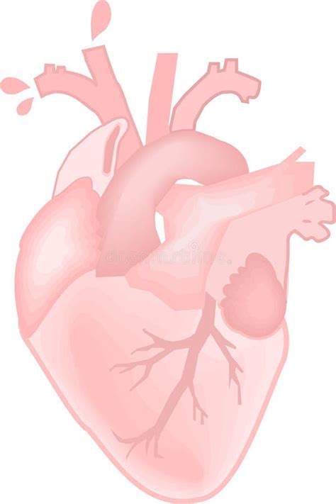 Anatomic Heart Vector Stock Illustration Illustration Of Accurate