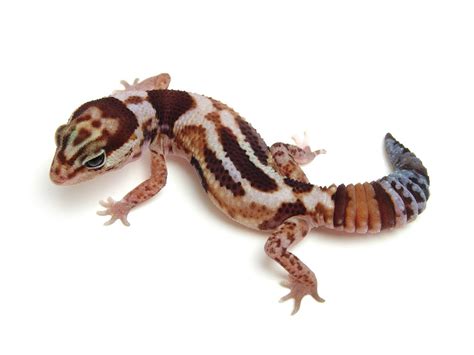 Fat Tailed Leopard Gecko - Feliks Zeki