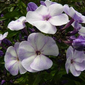 Vlambloem Flox Phlox Paniculata Younique Old Blue