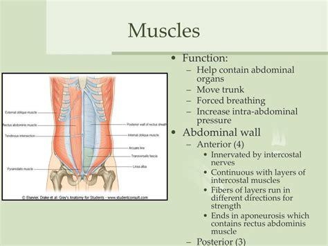 PPT - The Abdomen PowerPoint Presentation, free download - ID:3330064