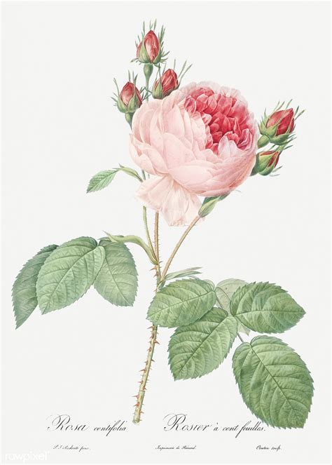 Vintage Provence rose drawing | Free download under CC Attri… | Flickr